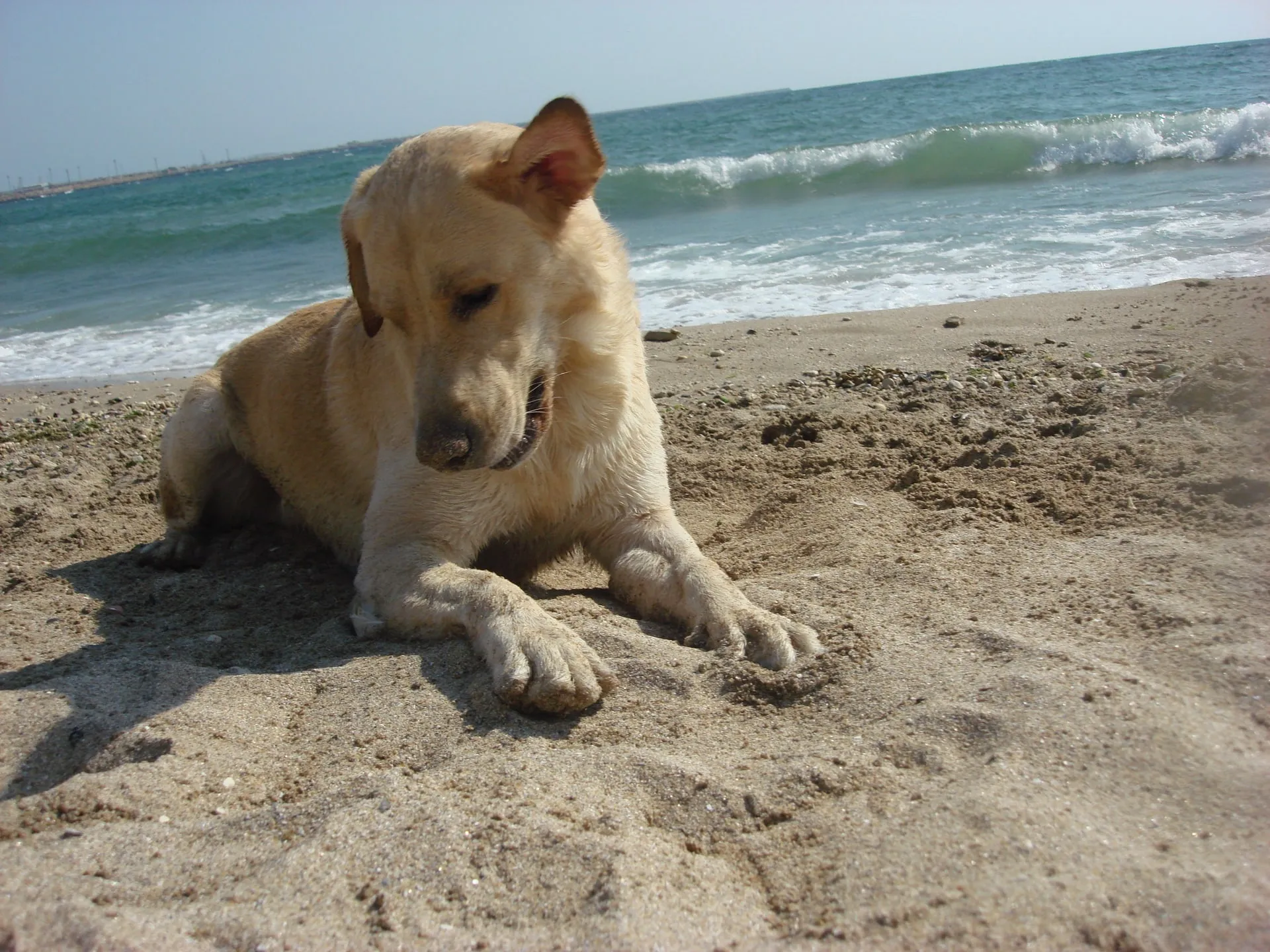 Athos the little lion