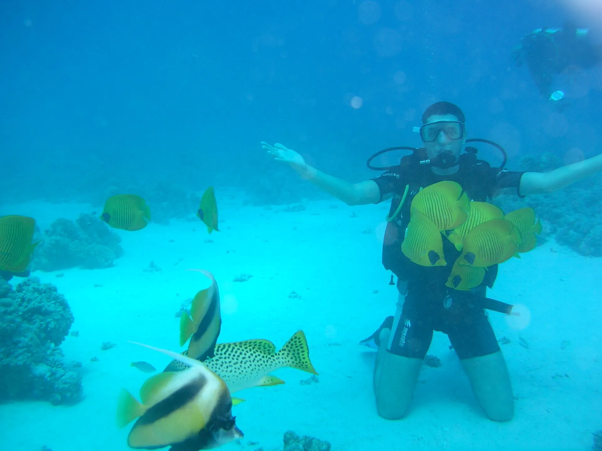 Photo 9 from “Diving in the Red Sea”