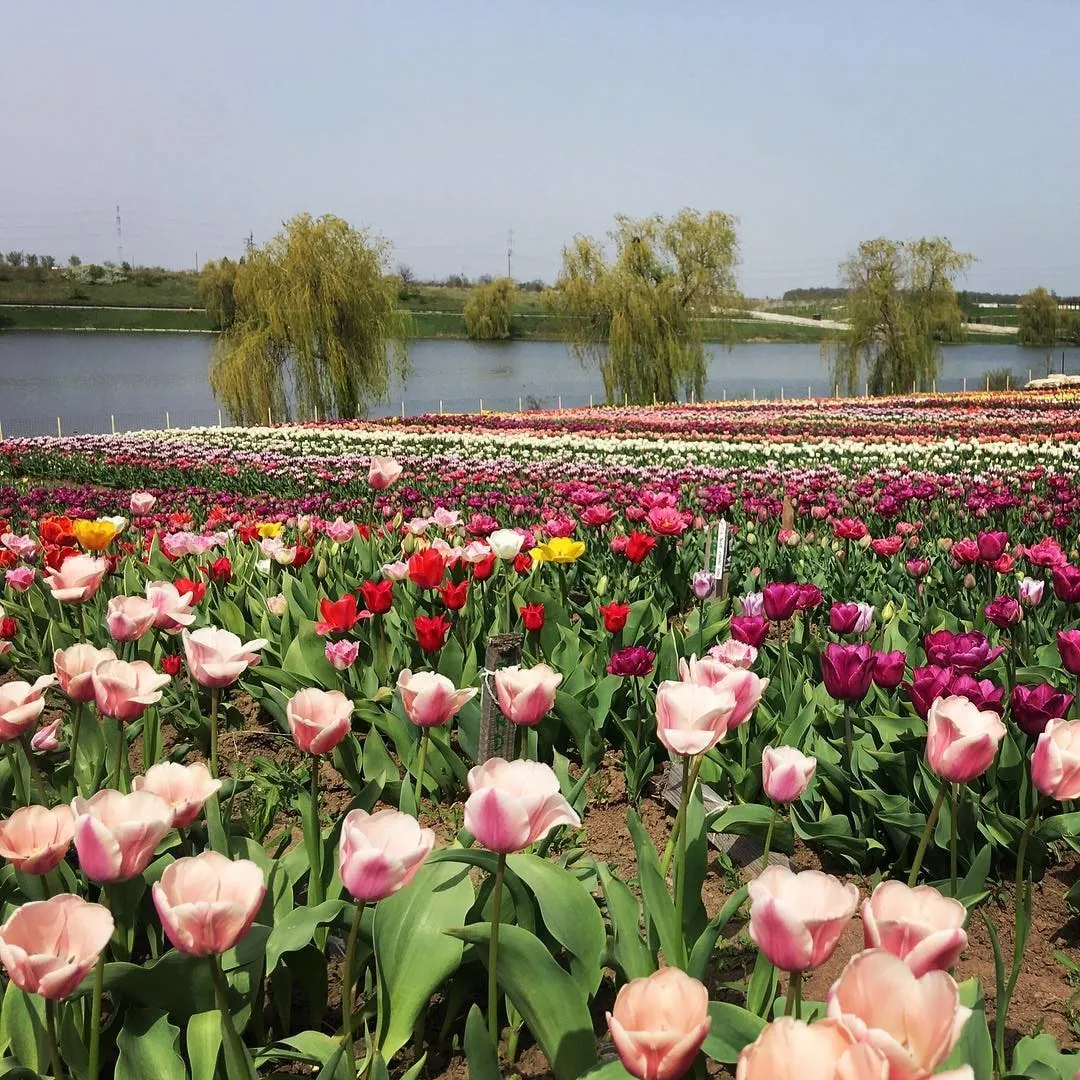Rows of pink, red, yellow, and purple tulips stretch toward a lake lined with willow trees under a clear sky