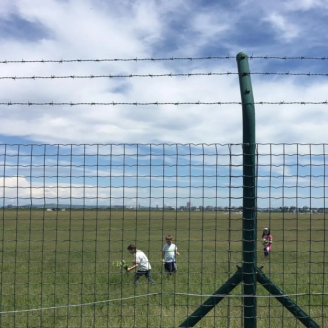 Three children in a grassy field behind a wire fence, gathering plants under a cloudy sky
