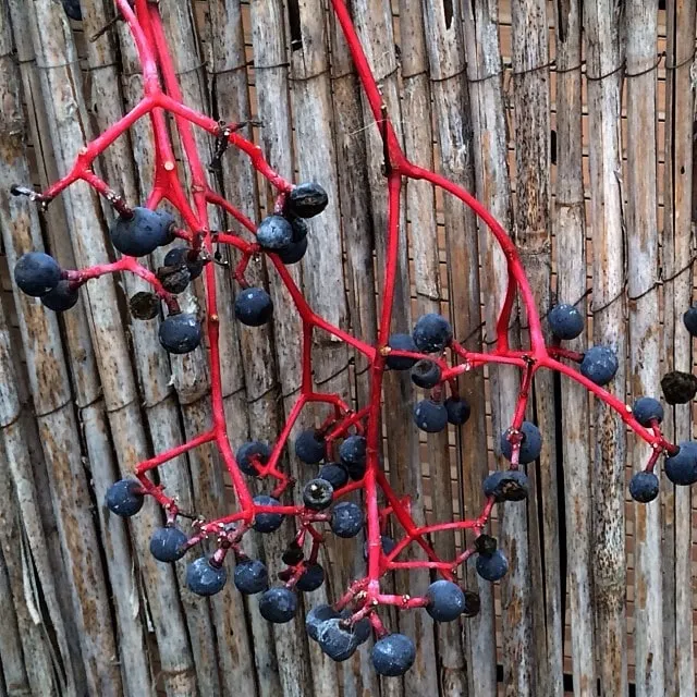 Cluster of blue-black berries on red stems, against a bamboo fence
