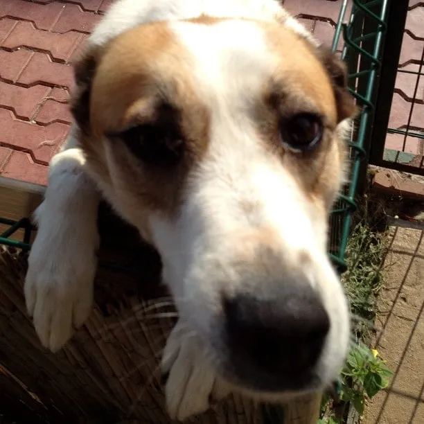 Câine alb cu pete maro privit de aproape, cu labele pe un coș de răchită.