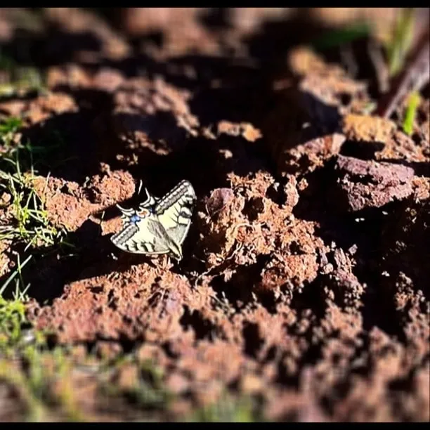 Fluture galben cu dungi negre stă pe pământ stâncos roșiatic, în lumină de soare.