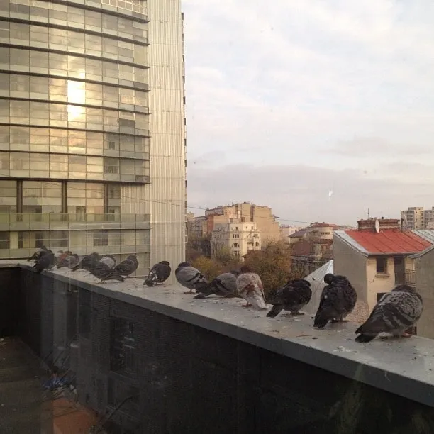 Porumbei așezați pe pervazul exterior al ferestrei unui birou, cu vedere spre turnuri de sticlă și acoperișurile orașului.