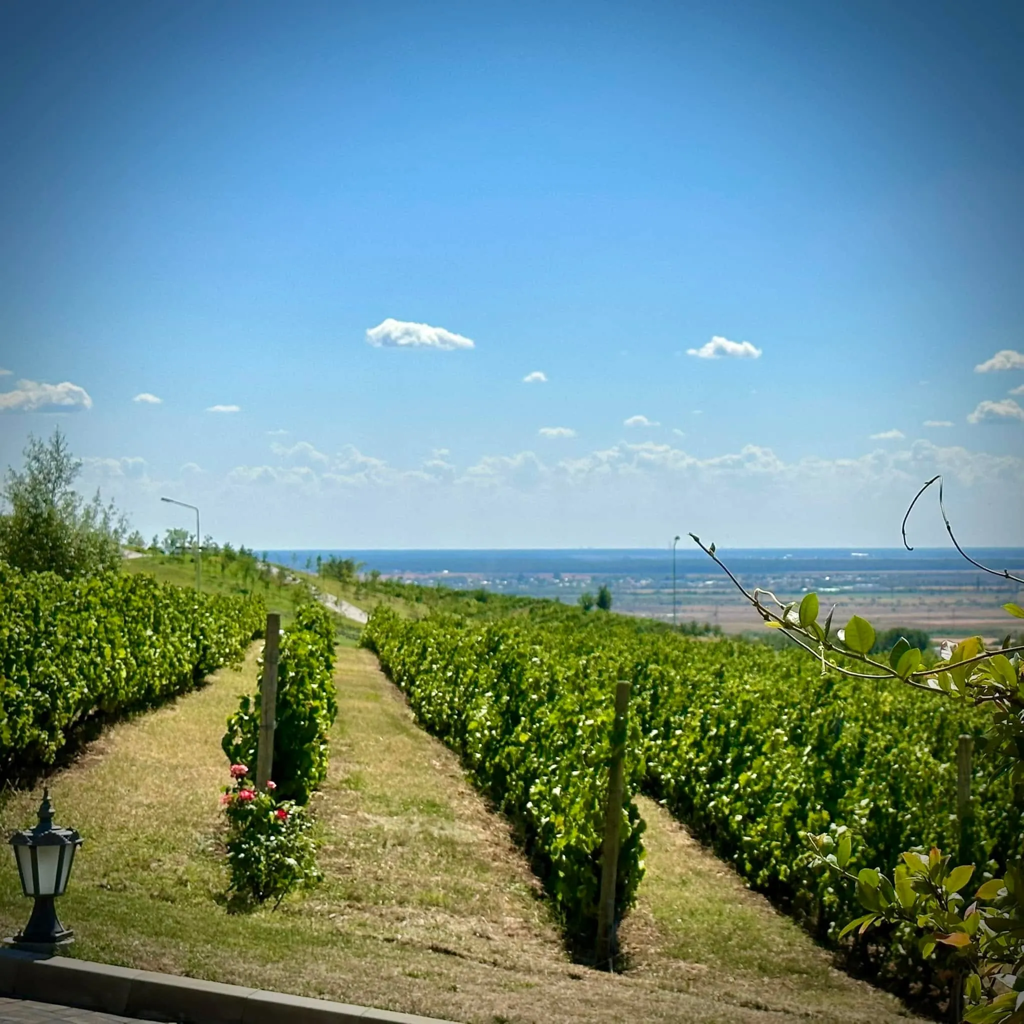 Rânduri de viță-de-vie verde se întind pe un deal însorit, sub un cer senin și albastru, cu o câmpie în depărtare, la orizont.