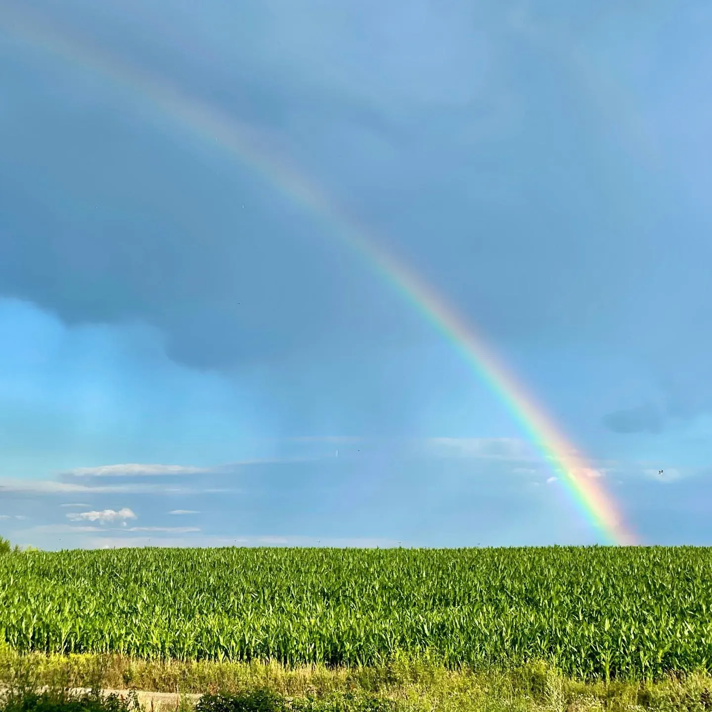 Un curcubeu se arcuiește peste un câmp verde și luxuriant, sub un cer albastru, încărcat de ploaie.