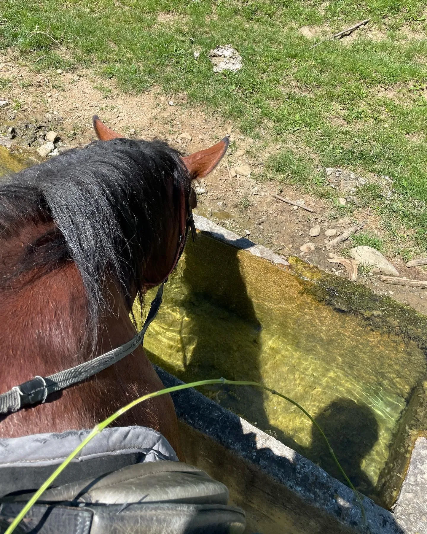 A brown horse drinks from a stone water trough on a sunny trail.