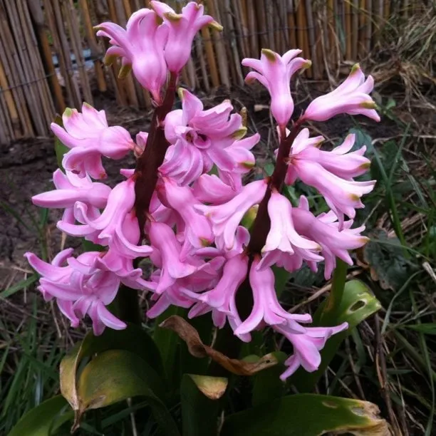 Pink hyacinth in bloom, against a backdrop of grass and a bamboo fence.