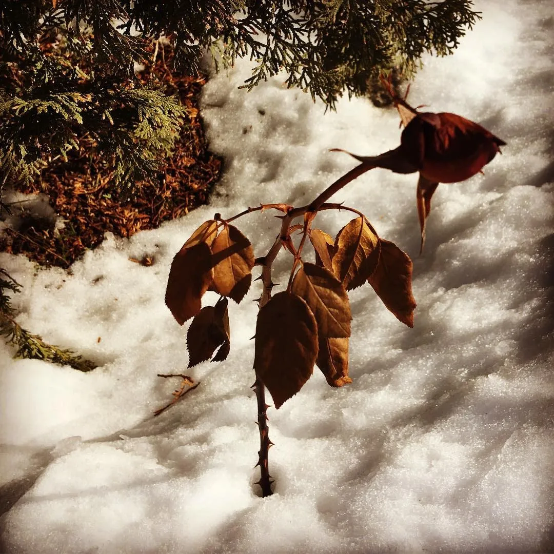 A withered dark rose with dried brown leaves stands in sunlit snow beneath evergreen branches