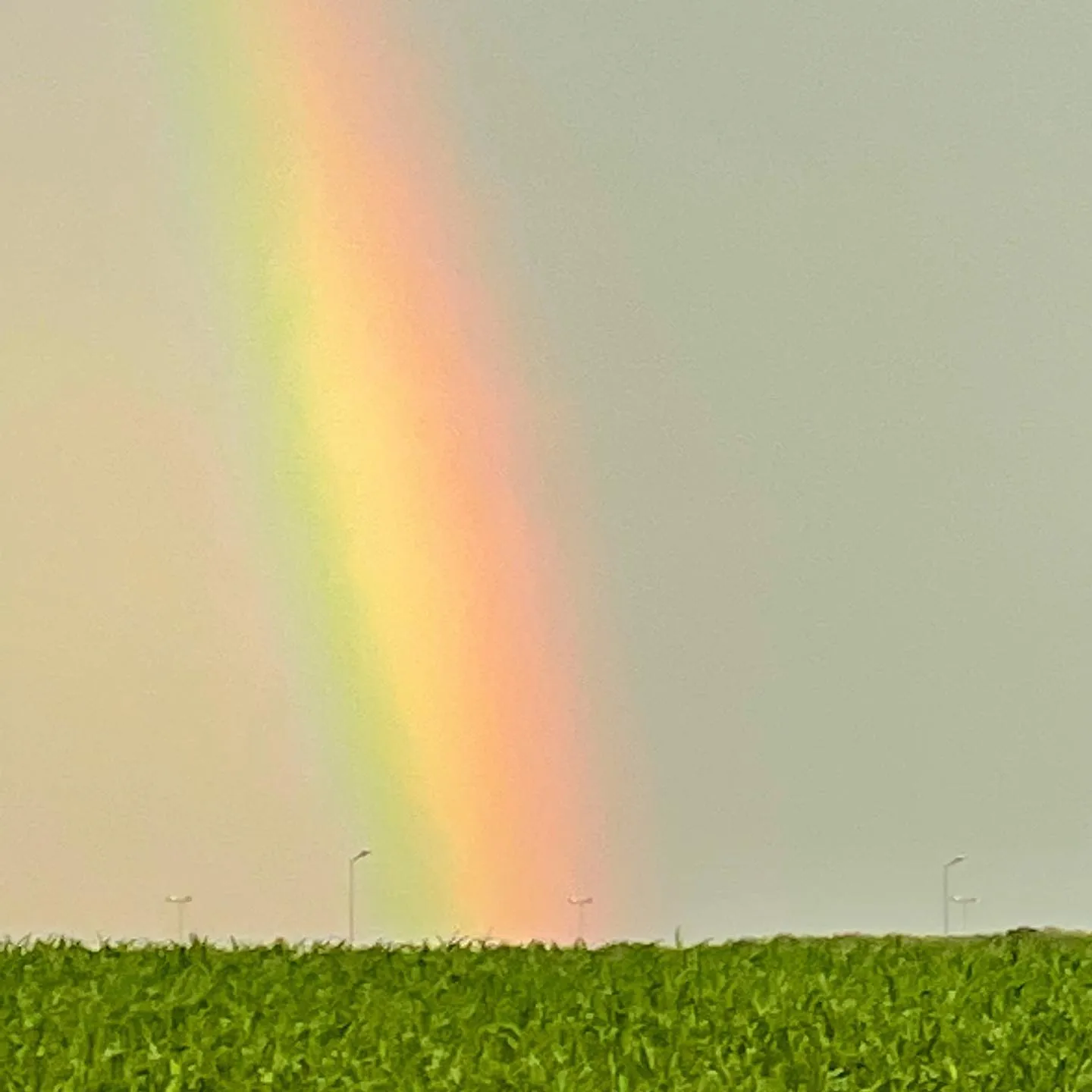 A vivid rainbow descends behind a green field under a pale gray sky.