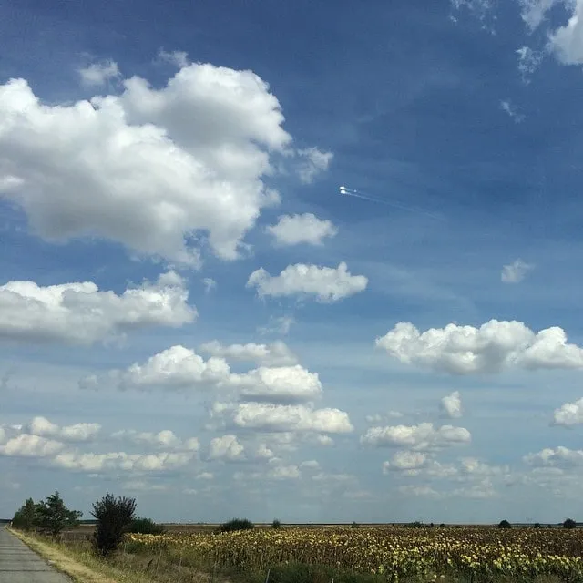 Câmp de floarea-soarelui sub un cer albastru, cu nori albi și dâra lăsată de un avion.